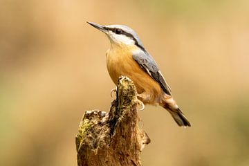 Nuthatch on an old dead tree stump