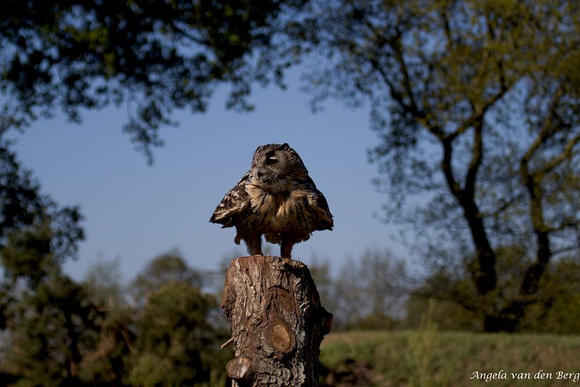 Eule, Natur von Angela van den Berg