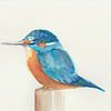 Martin-pêcheur à l'aquarelle sur Yvette Stevens