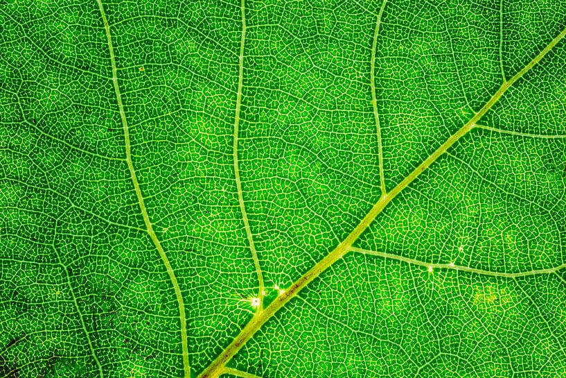 Feuilles d'automne avec nervures par Carola Schellekens