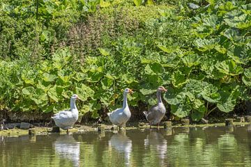 Posing geese in the Maria Hendrikapark in Ostend by didier de borle