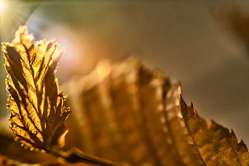 Blattadern im Sonnenlicht