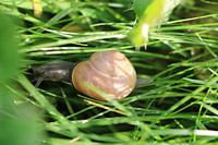 snail with pink house