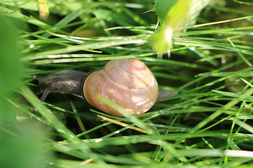 Op pad met een roze huisje