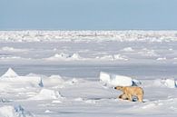 Eisbär (Ursus maritimus) am Nordpol von Beschermingswerk voor aan uw muur Miniaturansicht