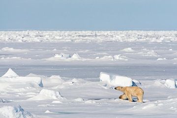 Polar Bear (Ursus maritimus) on Svalbard by Beschermingswerk voor aan uw muur