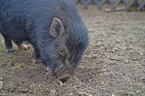 1 jaar oude minivarkens in de tuin