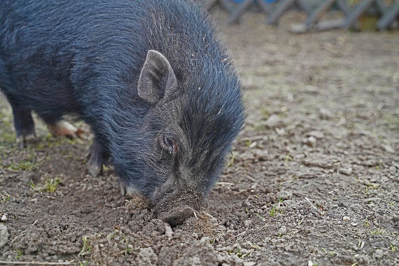 1jährige Minischweine im Garten von Babetts Bildergalerie