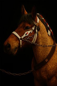 Draft horse by Bert Quaedvlieg