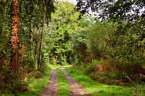September Wald