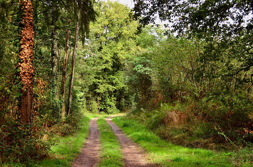 September bos van Corinne Welp