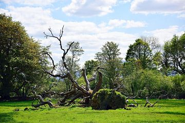 The fallen tree by Frank's Awesome Travels