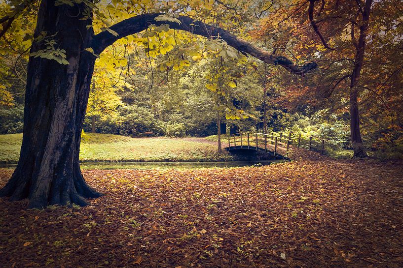 Herfstbos met donkere boomstam en houten brug. van André Scherpenberg