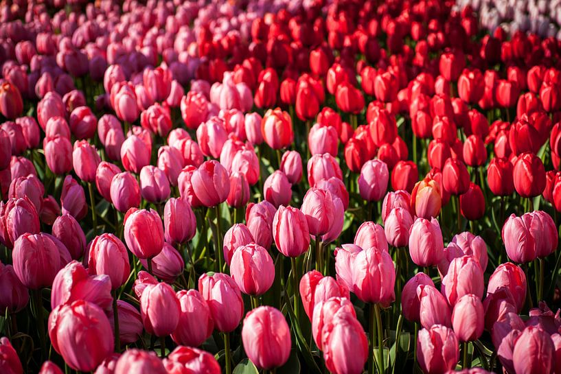Field full of blooming pink and red tulips by Simone Janssen