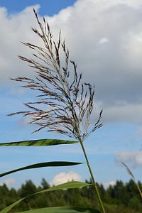Schilfrohrfahne im Wind