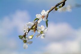blossom with slightly cloudy background by Double u photography
