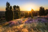 Heideblüte am Wilseder Berg