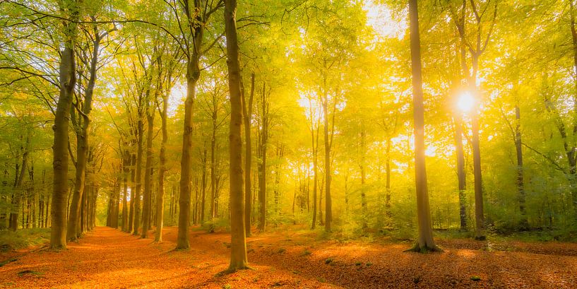 buchenwaldlandschaft mit braunen goldenen Blättern von Sjoerd van der Wal Fotografie