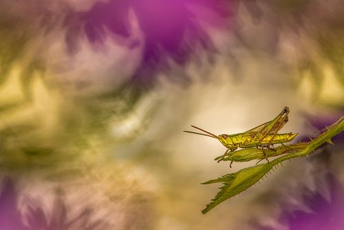 Golden grasshopper