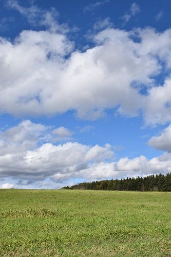Een veld onder een zomerhemel