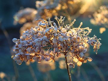 Mooi bevroren Hortensia bloemhoofd van Imladris Images