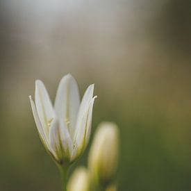 Blume Blume weiß Weichzeichner von barbara pellegrini