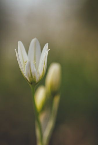 Blume Blume weiß Weichzeichner