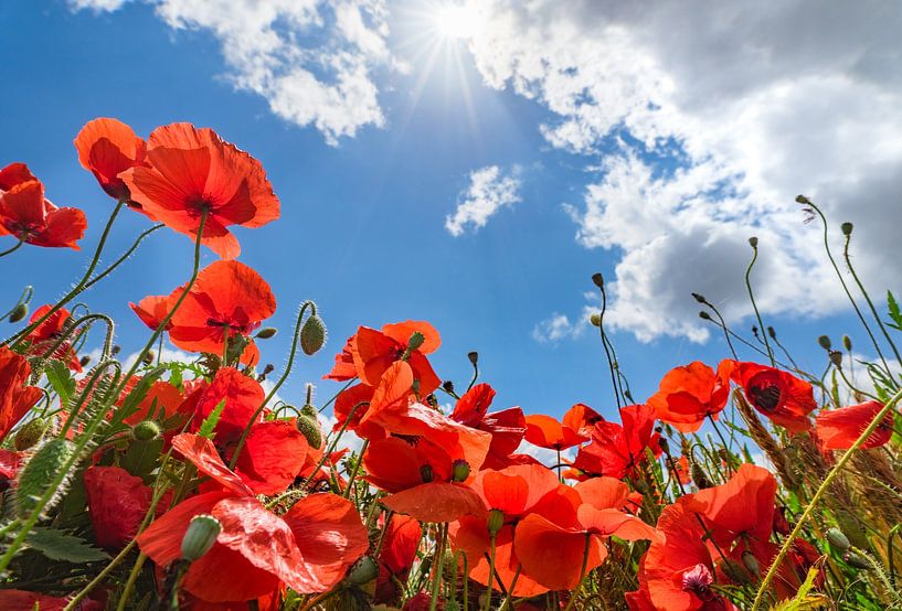 Beautiful view of red poppy meadow field with sunbeams on blue cloudy sky background by Alex Winter