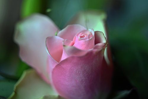 Rosebud. sur Vrije Vlinder Fotografie