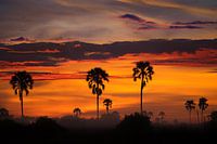Zonsopkomst over de Okavango Delta