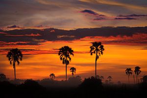 Sonnenaufgang über dem Okavango-Delta von Jos van Bommel