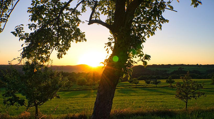 Boom in een weiland bij zonsondergang van Martin Köbsch