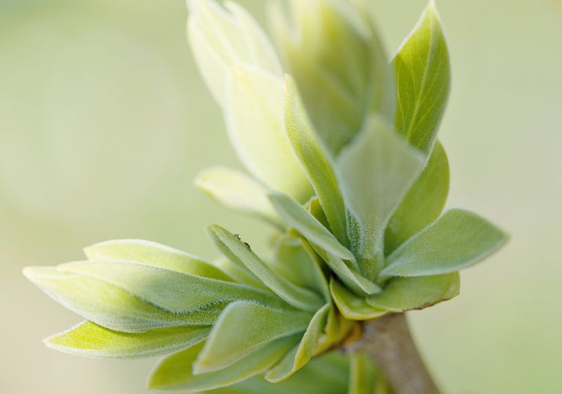 groen blad aan appelboom in de lente van Ilo.Auge