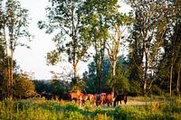 Wilde paarden