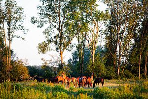 Chevaux sauvages sur Marcel Bonte