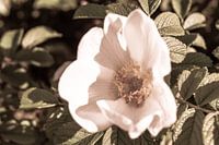 Witte bloem