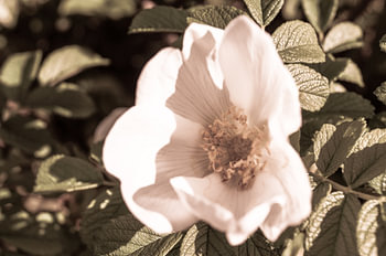 Witte bloem