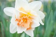 White and Peach Fancy Daffodil by Iris Holzer Richardson thumbnail