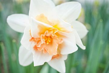White and Peach Fancy Daffodil by Iris Holzer Richardson