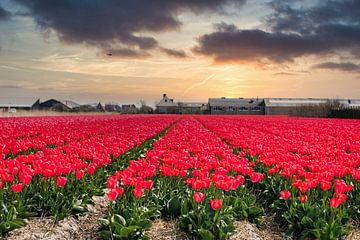 Rood bloembollenveld bij zonsondergang van Wim Stolwerk