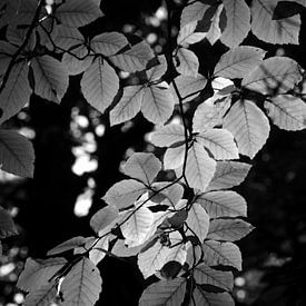 Beech leaf in black and white by Gerard de Zwaan