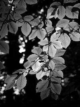 Beech leaf in black and white