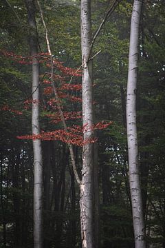 Rood in de bomen van Thijs Pausma