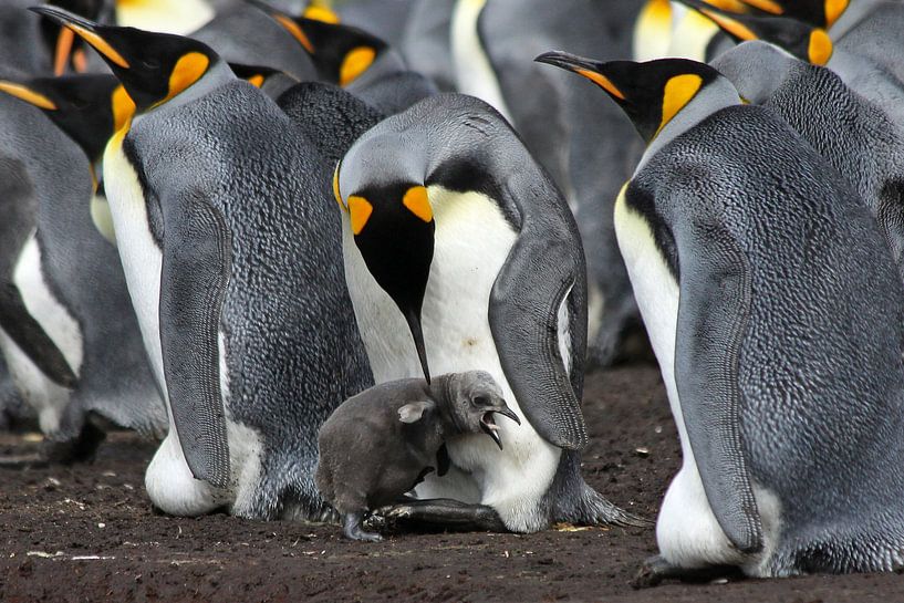 King penguin with young by Antwan Janssen