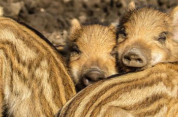 Twee kleine wilde zwijntjes, samen in de zon