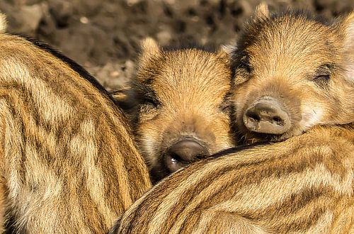Twee kleine wilde zwijntjes, samen in de zon