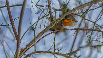 Rotkehlchen auf einem Ast im Schnee von Eagle Wings Fotografie