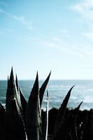 Aloe Vera cactus Plant aan zee