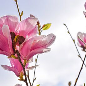 Spring in Pastel by Ingrid de Vos - Boom