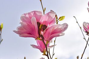 Lente in zacht rose